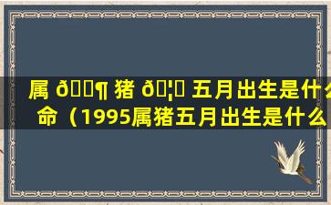 属 🐶 猪 🦋 五月出生是什么命（1995属猪五月出生是什么命）